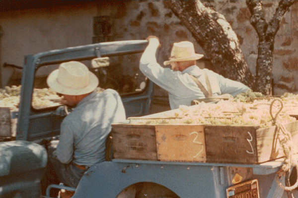 Vintage lifestyle shots of people attending a vineyard.