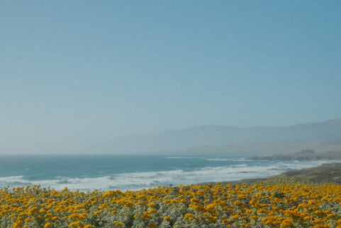 Scenic view of a coastal landscape with yellow flowers, ocean, and mountains.