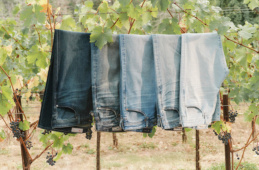 Four pairs of jeans hanging on a clothesline with a vineyard background